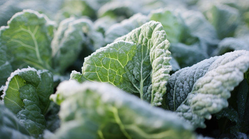 Savoy cabbage vegetable winter field snow covered frost bio detail leaves leaf heads Brassica olerac.jpg