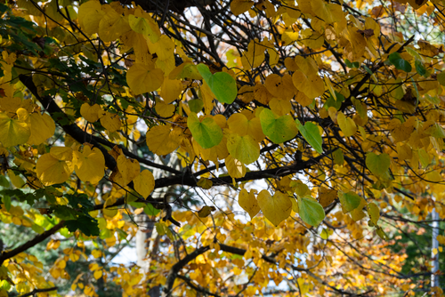 Aquarion North Stamford Resevoir 17.png