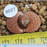 thumb dca554aa0a302c0c187ad492c2e9f822.png