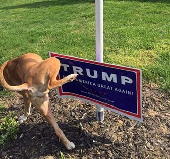 79486683 3156976017650869 6743284287501500416 n.jpg