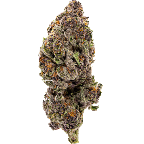 purple tangie.png