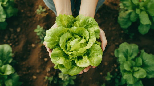 From above big green lettuce in hands on loose soft earth in garden minimalistic clean stockimage 00.jpg