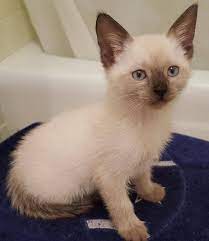 Cleo the kitten.jpg