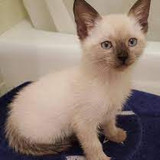 Cleo the kitten