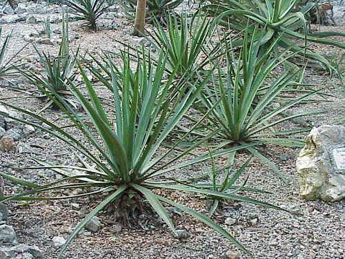 Agave lechuguilla0.jpg