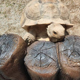 8da33dd7de23b98bb12f62582b5e823