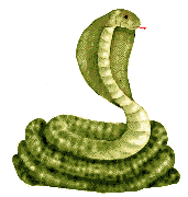 sn cobb.gif