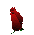 rosebloom.gif