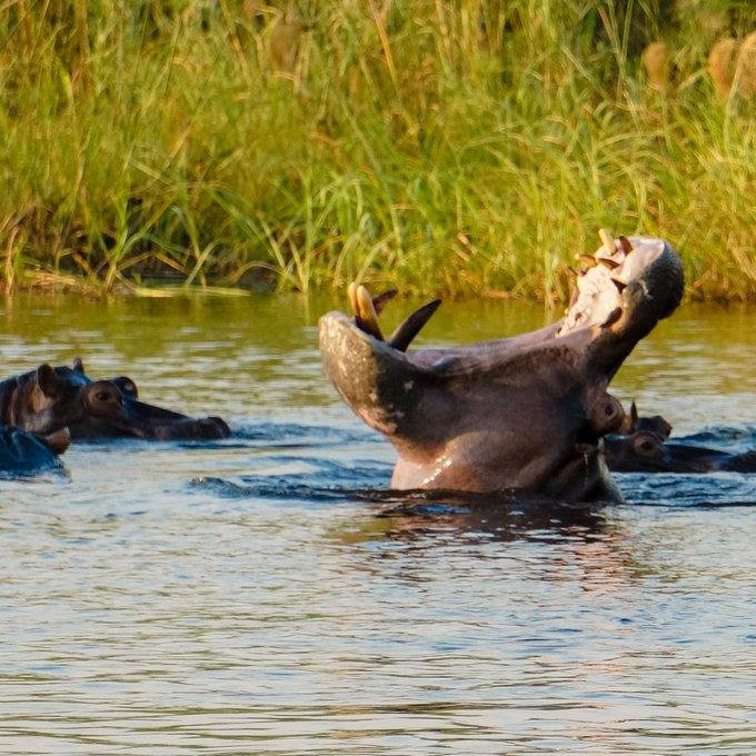 Attacco Ippopotamo in Namibia: Incontro Inquietante sul Chobe