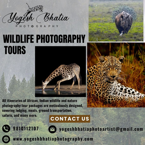 Wildlife Photography (1).jpg