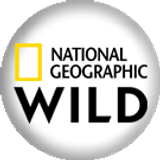natgeowild big copy