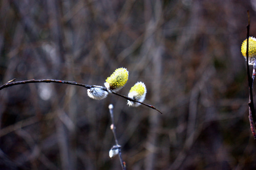 IMG 1345.jpg