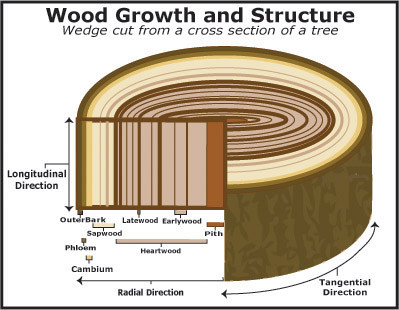 Wood growth ill.jpg