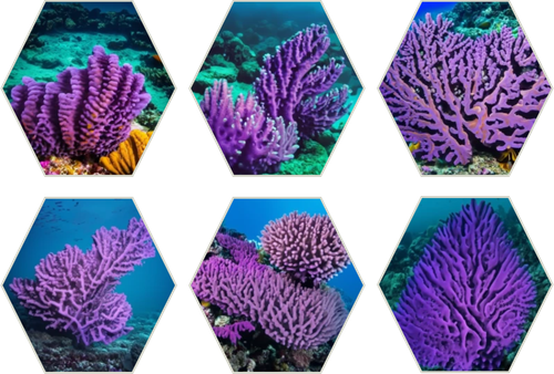 Oara Coral Photo Cluster.png