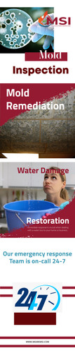 Mold Solutions & Inspection Services.jpg