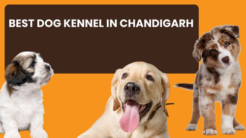 Best Dog Kennel in Chandigarh.jpg