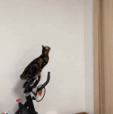 Aw2cH3KO1V4uF5j.gif