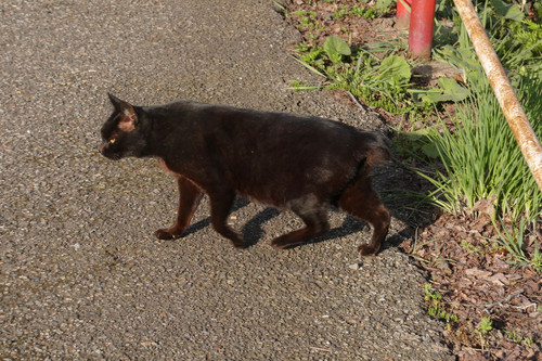 TZ95P1001946.jpg