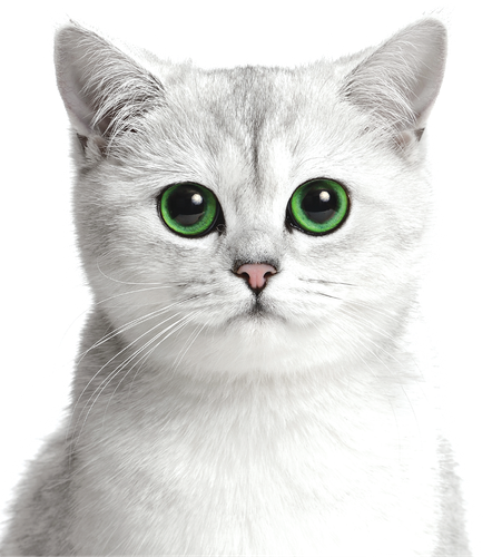 Kit Cat.png