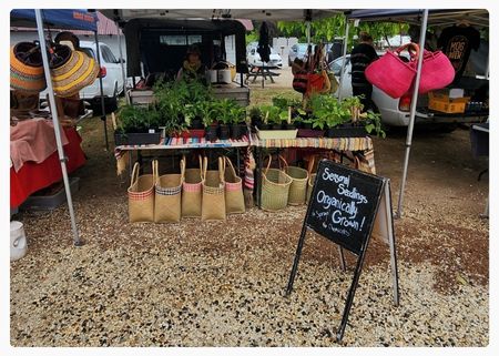 Celia Seasonal Seedlings.jpg