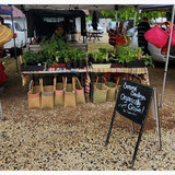 Celia Seasonal Seedlings