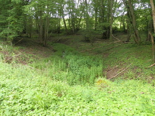 Saran Marche forêt d'Orléans 5