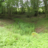 Saran Marche forêt d'Orléans 5