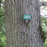 Saran Marche forêt d'Orléans 6