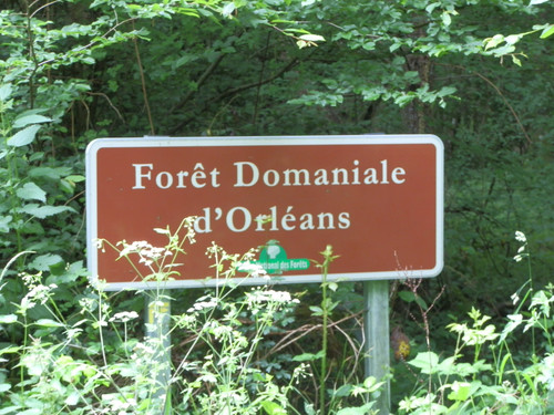 Saran Marche forêt d'Orléans 2
