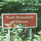 Saran Marche forêt d'Orléans 2
