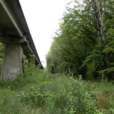 Saran Marche forêt d'Orléans 4
