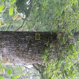 Saran Marche forêt d'Orléans 7
