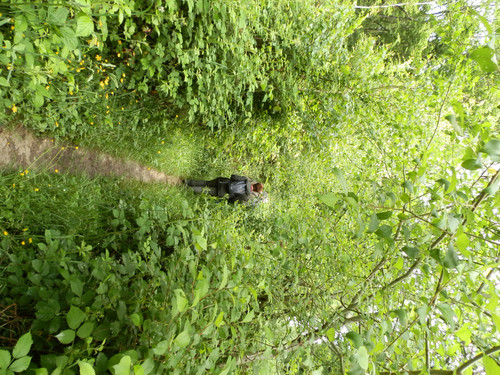Saran Marche forêt d'Orléans 8