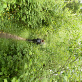 Saran Marche forêt d'Orléans 8