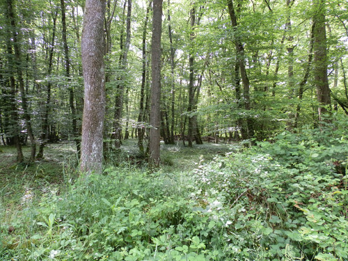 Saran Marche forêt d'Orléans 9