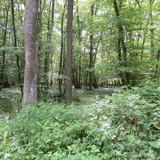 Saran Marche forêt d'Orléans 9