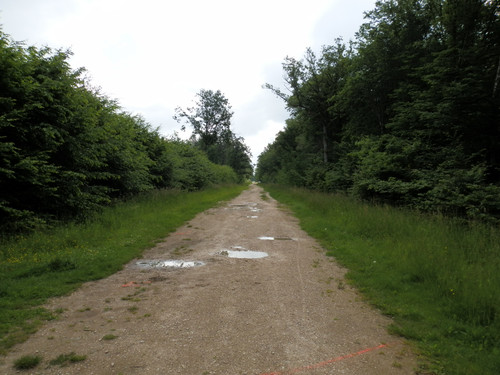 Saran Marche forêt d'Orléans 10