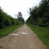 Saran Marche forêt d'Orléans 10