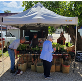 Website Card Photos Seasonal Seedlings.png