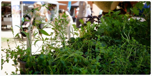 Website Card Photos Renzo & Rose (1).jpg