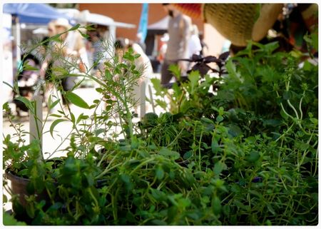 Website Card Photos Seasonal Seedlings.jpg