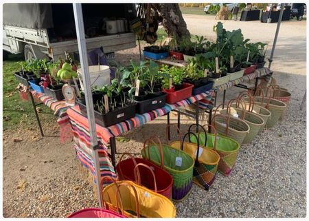 Website Card Photos Seasonal Seedlings (1).jpg