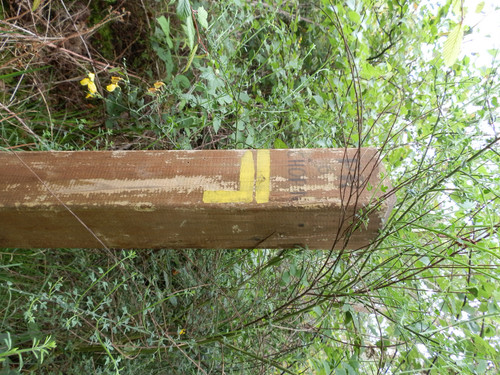 Saran Marche forêt d'Orléans 16