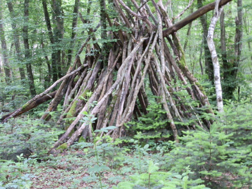 Saran Marche forêt d'Orléans 15