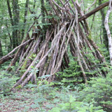Saran Marche forêt d'Orléans 15
