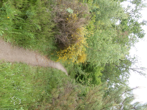 Saran Marche forêt d'Orléans 17