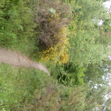 Saran Marche forêt d'Orléans 17