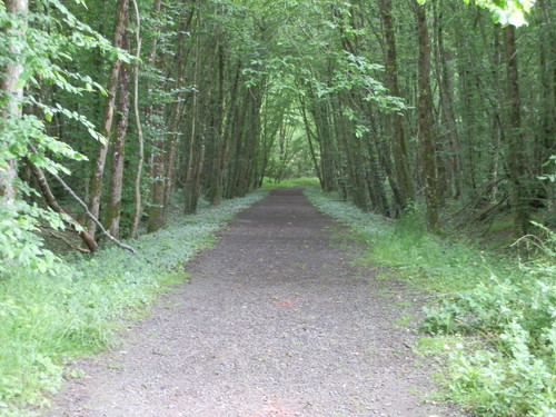Saran Marche forêt d'Orléans 11