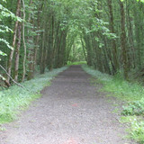Saran Marche forêt d'Orléans 11