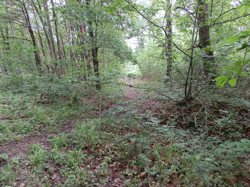 Saran Marche forêt d'Orléans 23